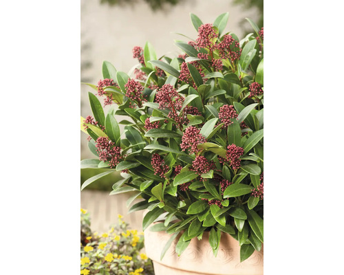 Skimmia i kruka med gröna blad och röda blomknoppar
