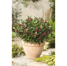 Skimmia i kruka med gröna blad och röda blomknoppar utomhus