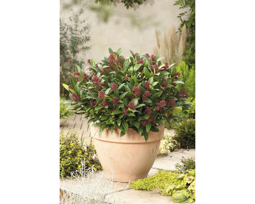 Skimmia i kruka med gröna blad och röda blomknoppar utomhus