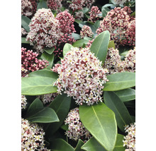 Städsegrön Skimmia med blomställningar och blad