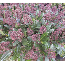 Skimmia med blomställningar och blad