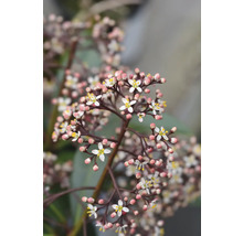 Närbild av blommande vit japansk skimia buske