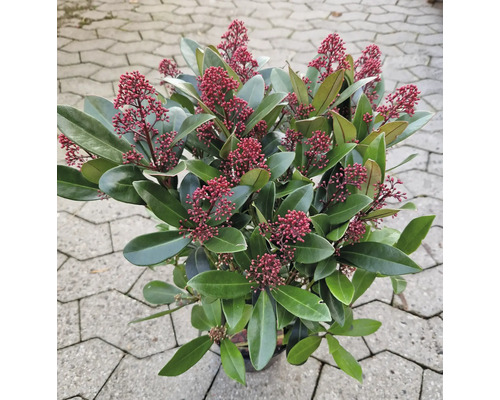 Städsegrön Skimmia buske med röda blomknoppar