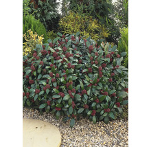 Skimmia med röda bär i trädgården