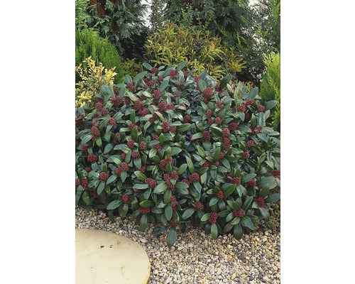 Skimmia med röda bär i trädgården