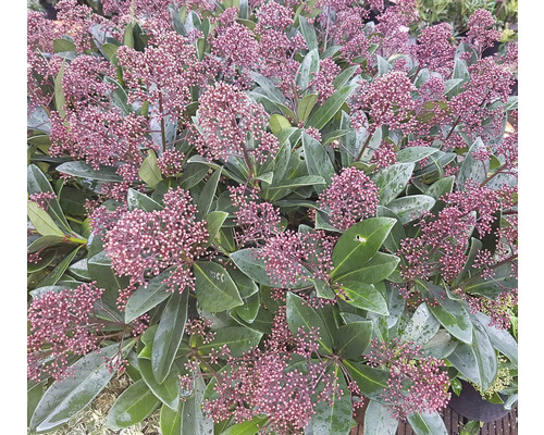 Skimmia med blad och blommor