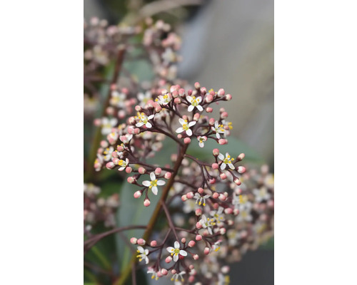 Närbild av en skimmia med blommor och knoppar