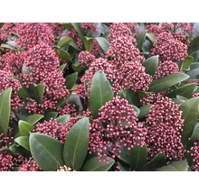 Skimmiaväxt med röda blomknoppar och gröna blad.