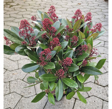Skimmia i kruka med röda blomknoppar och gröna blad.