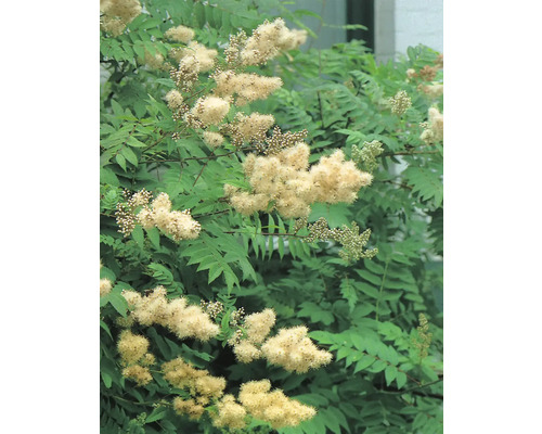 Blomställning av rönn med gröna blad