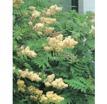 Växt med fjäderformade blad och vita blomställningar