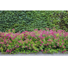 Scen med Spirea växter och en häck