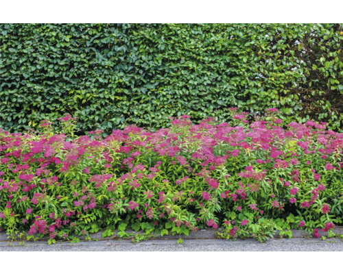Scen med Spirea växter och en häck