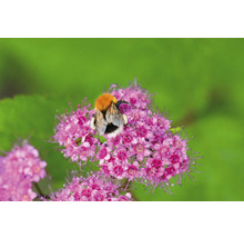 Humla på rosa blomma