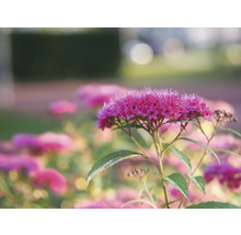 Närbild av en blommande spirea i trädgården.