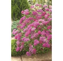 Blommande spirea i trädgårdsrabatt