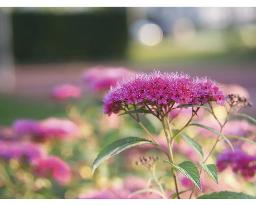 Närbild av en spirea växt med rosa blommor
