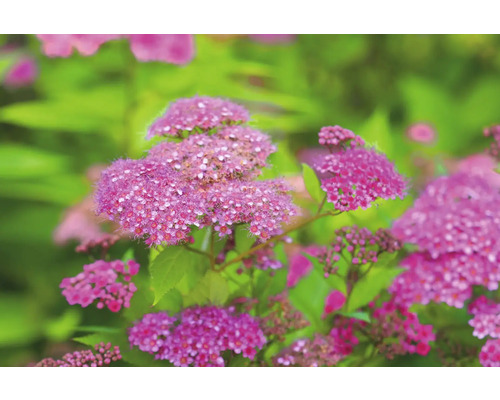Närbild av Spiraea-blommor