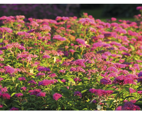 Fält med blommande spirea