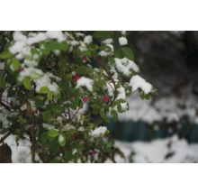 Snö på en växt med löv och röda bär