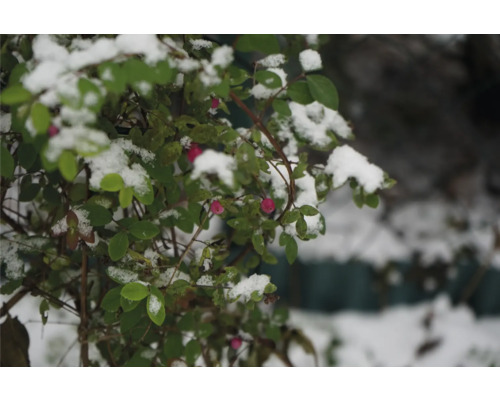 Snö på en växt med löv och röda bär