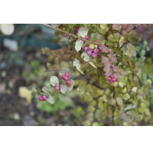 Dekorativ buske med rosa bär och gröna blad
