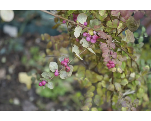 Dekorativ buske med rosa bär och gröna blad