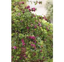 Skönfrukt med gröna blad och violetta bär i trädgården