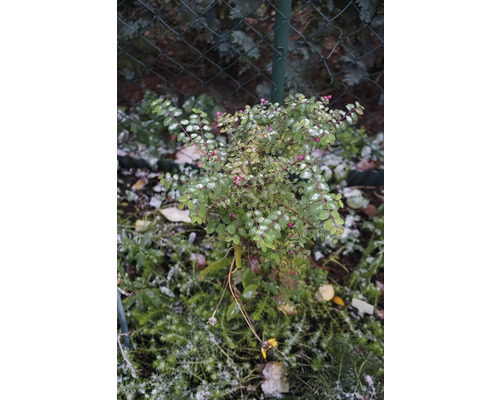 Snöbär i trädgården