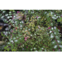 Snöbärsbuske med gröna blad och rosa bär på vintern