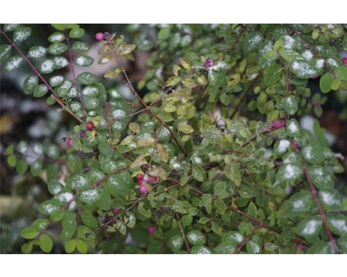 Snöbärsbuske med gröna blad och rosa bär på vintern