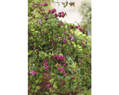 Skönfruktsbuske med gröna blad och violetta bär