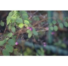 Gren med gröna blad och lila bär