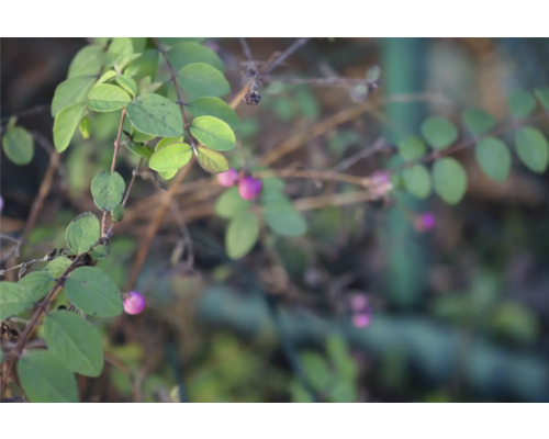Gren med gröna blad och lila bär