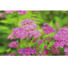 Närbild av Spiraea blomställningar med gröna blad