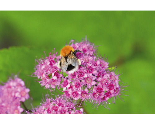 Humla på rosa blomma