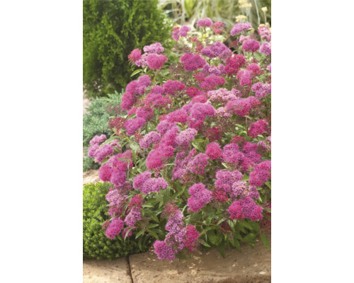 Blommande spirea i trädgården