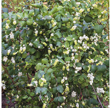 Snöbär med gröna blad och vita bär.