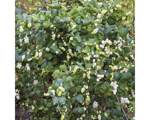 Snöbär med gröna blad och vita bär.
