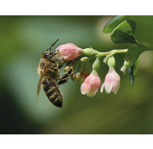 Bi på blommande växt