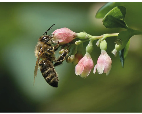 Bi på blommande växt