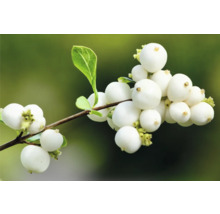 Gren med snöbär och blad