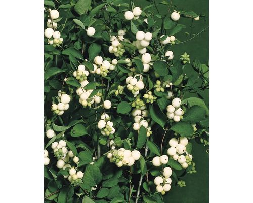 Snöbär med gröna blad och vita bär