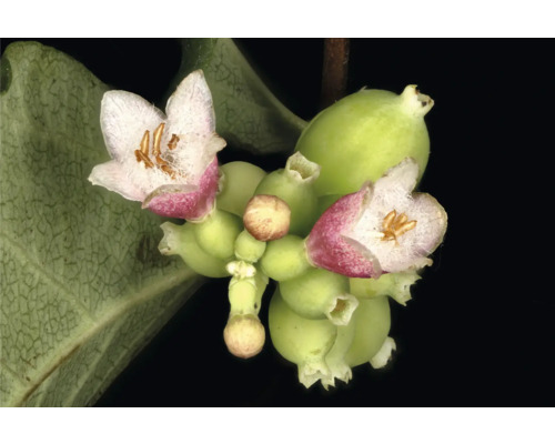 Närbild av blommande snöbär