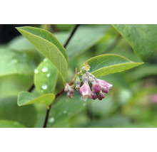 Närbild av try med blad och blomknoppar