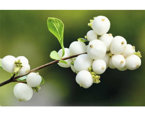 Gren med snöbär och blad