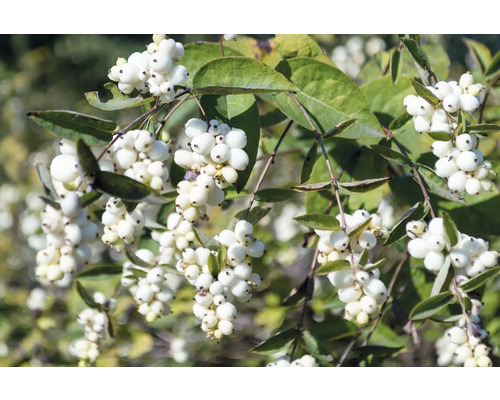 Snöbärsbuske med vita bär och gröna blad