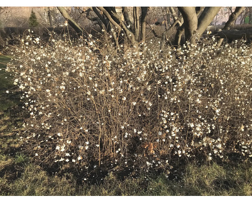 Buske med vita bär i trädgården.