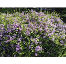 Blommande syrenbuske i trädgården