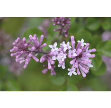 Närbild av lila syrenblommor